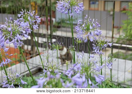 The Acorus Calamus At Pool At May 2016