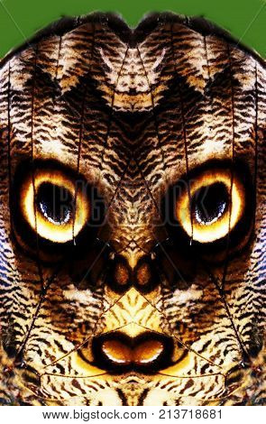 Close up of owl butterfly with huge eyespots on wings collage
