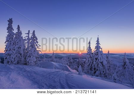 Beautifully colored bushes early in the morning on the mountain peak Lusen in Bavaria. Blue and pink morning landscape lighting.
