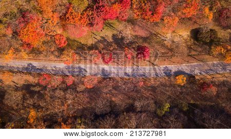 Autumn Of Naejangsan National Park,south Korea