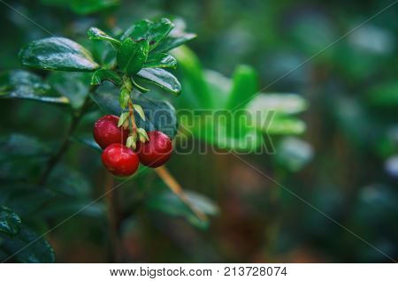 LINGONBERRY - Red forest fruits on a bush
