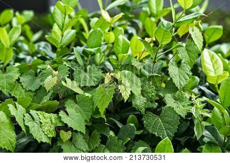 heart shaped leaves on a wild grape vine