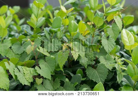 heart shaped leaves of a wild grape vine