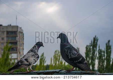 Doves On The Background Of The Urban Landscape