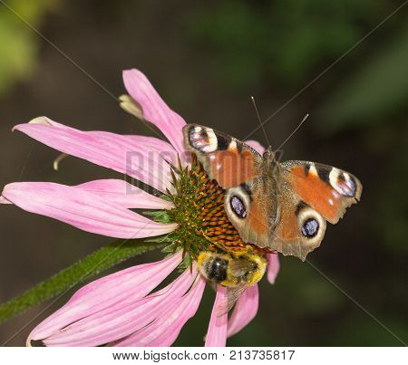 beautiful butterfly on a flower in nature .