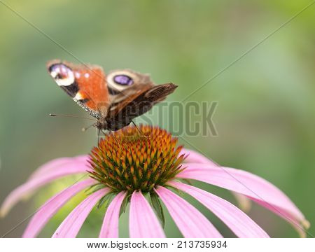 beautiful butterfly on a flower in nature .