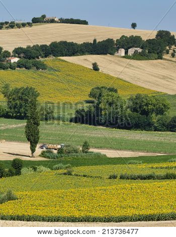 Rural landscape at summer along the road from Castelfidardo to Recanati (Ancona Marches italy)