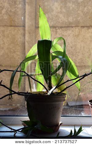 green flower in a pot on a window sill