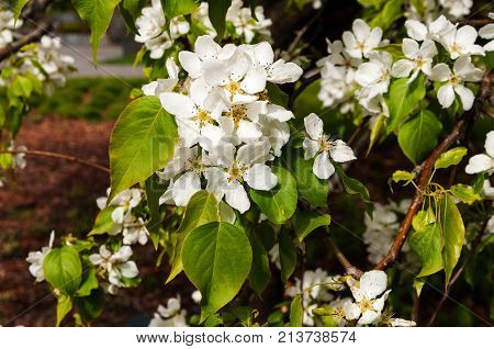 closeup of the pear blossom in spring