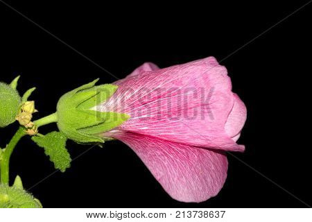 red flower on a black background . In the park in nature