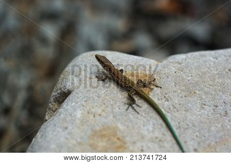 Brown Spotted Lizard With Green Tail