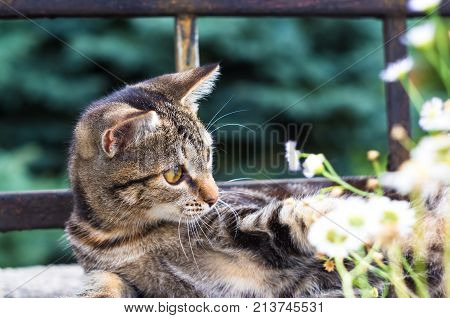 Cute Variegated Striped City Little Kitty, Close-up