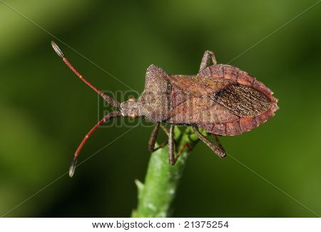 Squash Bug Coreus Marginatus