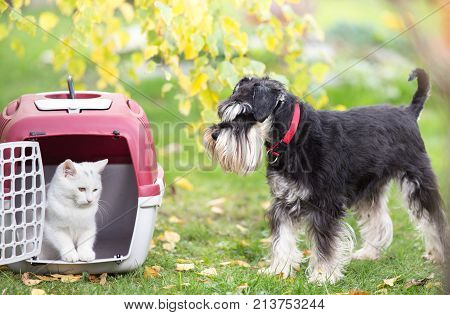 Dog And Cat In Carrier On Gras