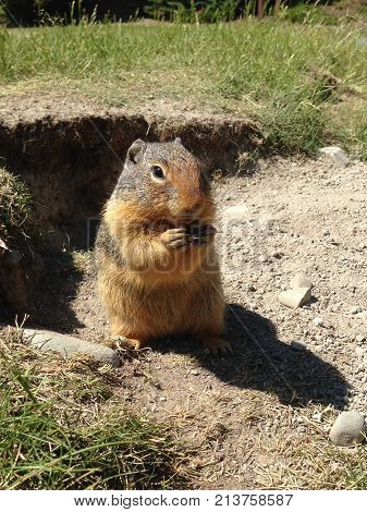 Columbian Ground Squirrel (urocitellus Columbianus)