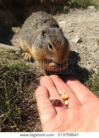 Columbian Ground Squirrel (urocitellus Columbianus)