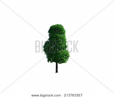 Green Wild  Tree  With Sun Light In Morning  And Shadow On Trank In Beginning  Winter In Thailand On