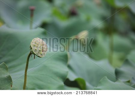 Green Lotus Leaf In Garden At Rain Day