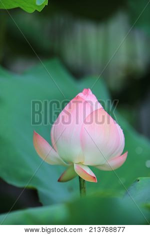 Lotus Bloom In The Pond At Rain Day