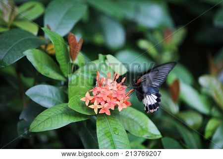 Butterfly Sitting On The Red Flowers Macro Shot