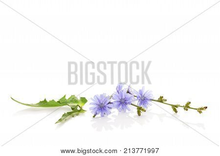 Chicory flowers isolated on white. Medicinal herbs. Coffee alternative.