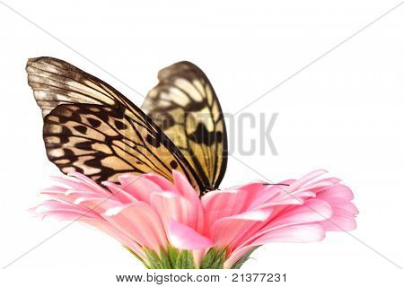 leuconoe ความคิดบน gerber