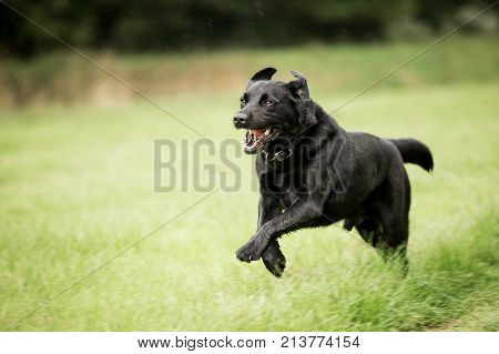Black dog runing in grass feild jumping