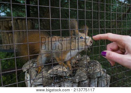 The Squirrel Sits In A Cage.