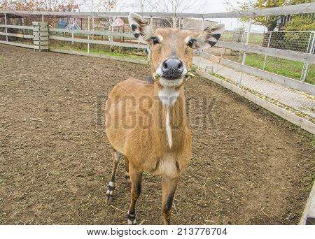 A Deer Eats A Leaf From A Tree.