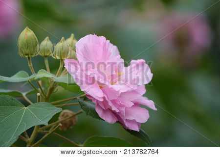Pink Mutabilis Hibiscus Flowers In Garden Under Sunshine