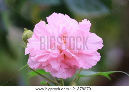 Pink Mutabilis Hibiscus Flowers In Garden Under Sunshine