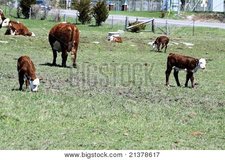 Hereford Calves