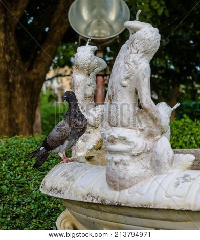 blue dove in a park with sculptures in the background of bushes and wood