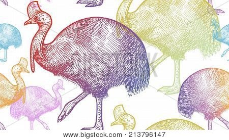 Cassowary bird. Seamless pattern with animals of Australia. Hand drawing of wildlife. Vector illustration art. Color picture. Old engraving. Vintage. Design for fabrics paper textiles fashion.