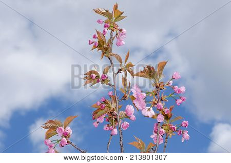 Blue Sky Sakura Spring Season Tree Beauty