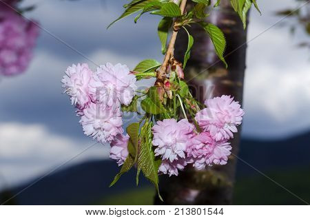 Branch Spring Season Sakura Tree Flower Pink