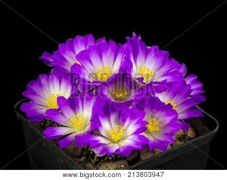 Cactus In A Pot Isolated In A Black Background