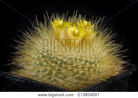 Cactus In A Pot Isolated In A Black Background