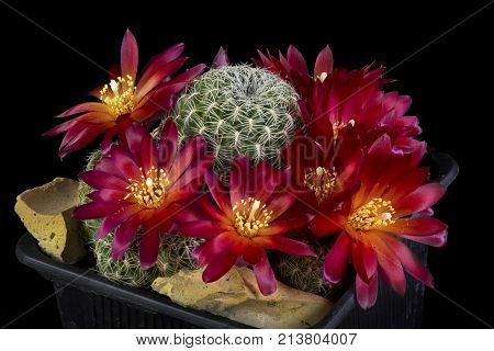 Cactus In A Pot Isolated In A Black Background