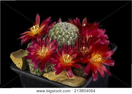 Cactus In A Pot Isolated In A Black Background