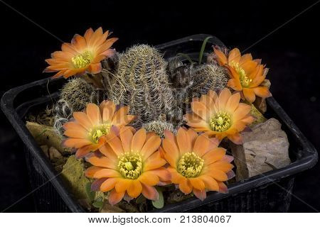 Cactus In A Pot Isolated In A Black Background