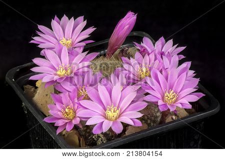 Cactus In A Pot Isolated In A Black Background