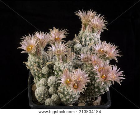 Cactus In A Pot Isolated In A Black Background