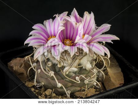 Cactus In A Pot Isolated In A Black Background