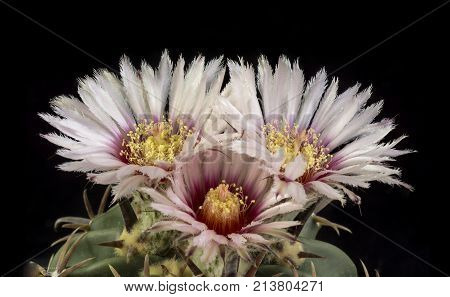 Cactus In A Pot Isolated In A Black Background