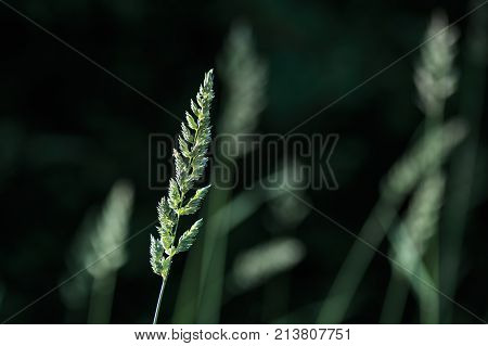 The Spike Of Meadow Grass Growing Out Alone At Night.
