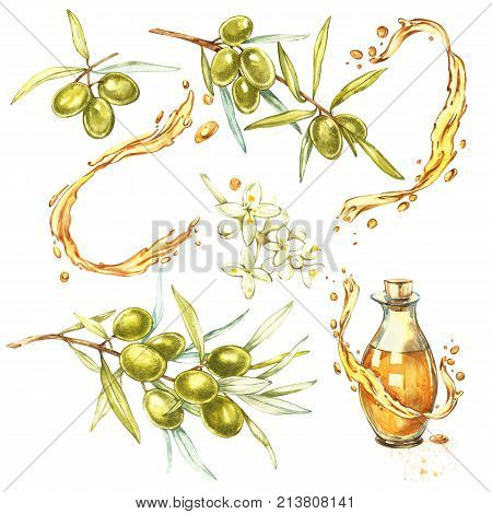Set A branch of ripe green olives is juicy poured with oil. Drops and splashes of olive oil. Watercolor and botanical illustration isolated on white background