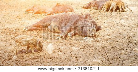 Young Wild Carpathian Boar In The Closed Territory Sniffs The Earth. Sus Scrofa Attila.
