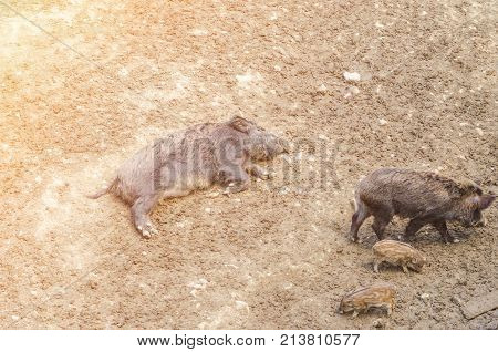Young Wild Carpathian Boar In The Closed Territory Sniffs The Earth. Sus Scrofa Attila.
