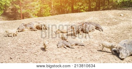Young Wild Carpathian Boar In The Closed Territory Sniffs The Earth. Sus Scrofa Attila.